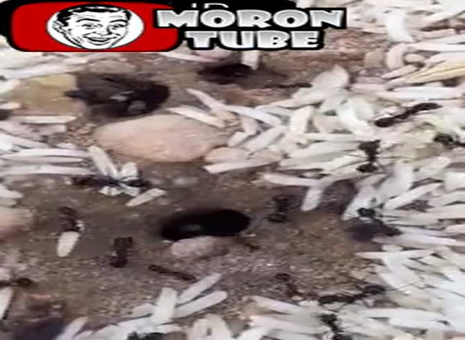 Video :Kuwait - Ants remove rice grains from their flooded anthill to save their food supplies